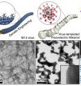 First row: Schemes of each step to explain biotemplated nanogenerator fabrication by using genetically engineered virus.
Second row: Electron microscopy of each step in biotemplated synthetic processes and digital photograph of the flexible biotemplated nanogenerator. Right inset shows the driven LED optical fibers by the energy harvester.