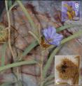 This image shows the functionally female <i>Solanum cowiei</i> with morphologically hermaphrodite flower and the fruit of the newly discovered plant.