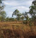 This image shows the <i>Solanum cowiei</i> habitat near the Lost City in unburned condition.
