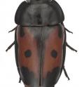 This image shows the beautiful body pattern of the new species <i>G. spectabilis</i> Erwin.