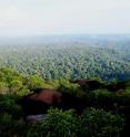 This image shows French Guiana from above, a landscape in which <i>G. spectabilis</i> lives.