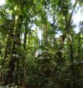 This image shows a forest in French Guiana, natural habitat for the new species <i>G. spectabilis</i>.