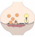 This diagram depicts both exocytosis (left) and endocytosis (right). On top is a nerve cell that is sending a chemical nerve signal to the nerve cell on the bottom. Within the top nerve cell, vesicles -- which are tiny bubbles (orange) filled with neurotransmitters (red dots) move toward the end of the nerve cell and one (with down arrow) fuses with the cell wall and releases neurotransmitters into the synapse between nerve cells and toward a mass of receptors (red cross-hatching). The right side of the image shows a recycled vesicle (yellow) in the process of forming at the cell wall and then separating from it (up arrow).