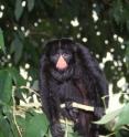 From insect-munching tamarins to leaf-loving howler monkeys, researchers at the University of East Anglia have compiled the most thorough review of primate eating habits to date.