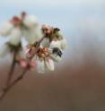 This is a photo of small native bee species <i>Andrena bradleyi</i> on a highbush blueberry flower.