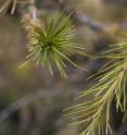 This image shows eaves of a modern larch tree.