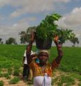 This is a photo from a carbon forestation project in Patako, Senegal. The project is being coordinated through the EU-funded Undesert Project. It involves planting indigenous trees in a degraded area and getting carbon credits from these.