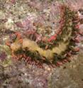 This is the new nudibanch: <i>Limenadra barnosii</i>.