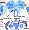 This image shows cross sections of wasp brains from two different species, labeled to indicate sensory processing regions of the brains. Optic lobes and the collar region of the mushroom body calyx are associated with visual processing. Antennal lobes and the lip region of the mushroom body calyx are associated with sensing through the antennae (chemosensory and tactile sensing). This image shows cross sections of wasp brains from two different species, labeled to indicate sensory processing regions of the brains. Optic lobes and the collar region of the mushroom body calyx are associated with visual processing. Antennal lobes and the lip region of the mushroom body calyx are associated with sensing through the antennae (chemosensory and tactile sensing).