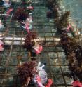 An experimental rack held seaweeds in contact with living corals (treatment) or an equivalent, but not-living skeleton (control). Those seaweeds contacting living corals became more toxic to corals, but grew more slowly and were more at risk of consumption by herbivorous fishes.