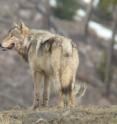 Wolves are one of the important large predators that are disappearing and causing ecological disruption as a result. Wolves are one of the important large predators that are disappearing and causing ecological disruption as a result.
