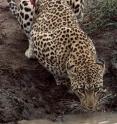 Leopards, an important predator, are in serious decline. Leopards, an important predator, are in serious decline.