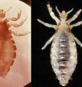 The human head louse, left, and body louse, right, are the same species, but differ in their ability to transmit disease to their host. Researchers now think they know why. The human head louse, left, and body louse, right, are the same species, but differ in their ability to transmit disease to their host. Researchers now think they know why.