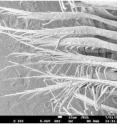 This image shows the magnified barbules of a white peacock's feathers, which feature long appendages that diffuse thermal radiation to keep the birds warm.