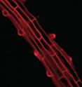 This is a photomicrograph of the elongated root cells of <i>Arabidopsis thaliana</i>, a model plant. A team of Wisconsin scientists led by biochemist Michael Sussman and writing in the journal Science reports the discovery of a signaling pathway that controls the growth of the root cells. The discovery is important because the newfound pathway and others yet to be discovered could have an impact on the plants humans use to produce, food, fiber, fuel and medicines.