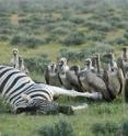 Vultures gather at a zebra carcass in Etosha National Park, Namibia. Zebras can fall victim to anthrax. The new bacteriophage virus called Tsamsa, isolated from zebra carcasses in the park, kills the anthrax bacterium. Vultures gather at a zebra carcass in Etosha National Park, Namibia. Zebras can fall victim to anthrax. The new bacteriophage virus called Tsamsa, isolated from zebra carcasses in the park, kills the anthrax bacterium.