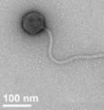 The newly-isolated Tsamsa virus is a bacteriophage that infects and kills the anthrax bacterium and close relatives that cause food poisoning. It is one of the largest bacteriophages ever discovered. The newly-isolated Tsamsa virus is a bacteriophage that infects and kills the anthrax bacterium and close relatives that cause food poisoning. It is one of the largest bacteriophages ever discovered.