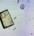 Created by chemists at the University at Buffalo and Penn State Hazleton, this sponge-like crystal contains many pores that change shape when exposed to ultraviolet (UV) light. In addition, the normally colorless crystal (left) blushes in the presence of UV light, turning red (right). Created by chemists at the University at Buffalo and Penn State Hazleton, this sponge-like crystal contains many pores that change shape when exposed to ultraviolet (UV) light. In addition, the normally colorless crystal (left) blushes in the presence of UV light, turning red (right).