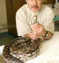 Dr. Elliott Jacobson is shown with a Dumeril's ground boa, a snake species affected by inclusion body disease.