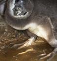 A chick standing in a partly flooded burrow manages to keep its down dry.