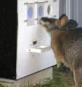 A tammar wallaby readily uses the automated experimental setup for color vision experiments.