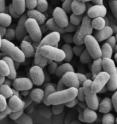 This shows <i>Bacteroides thetaiotaomicron</i> gut bacteria.