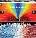 The top image shows a patch of epithelial cells. The white lines in the middle image mark the electric current flowing from positive to negative over the cells. The bottom image shows how the cells track the electric field, with blue indicating leftward migration and red signaling rightward movement.