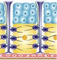 A cross-section diagram of the adult firefly lantern shows photic (yellow) and dorsal (blue) layers, tracheae and tracheal end-cell complexes (purple), nerve axons (green), epidermis (red), the transparent cuticle (brown), and the clustered cells of the photic layer (orange circle).