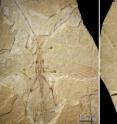 At left: <I>Cretophasmomima melanogramma</I> at right: <I>Membranifolia admirabilis</I>.