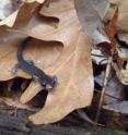 This Northern gray-cheeked salamander, <i>P. montanus</i>, is one of the native Appalachian mountain range salamander species that has gotten significantly smaller, according to field research and studies of museum samples by associate professor Karen Lips and colleagues. This Northern gray-cheeked salamander, <i>P. montanus</i>, is one of the native Appalachian mountain range salamander species that has gotten significantly smaller, according to field research and studies of museum samples by associate professor Karen Lips and colleagues.