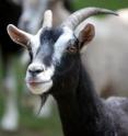 New research from Queen Mary University of London shows goats learn how to solve complicated tasks quickly and can recall how to perform them for at least 10 months, which might explain their remarkable ability to adapt to harsh environments. New research from Queen Mary University of London shows goats learn how to solve complicated tasks quickly and can recall how to perform them for at least 10 months, which might explain their remarkable ability to adapt to harsh environments.