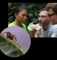 Puny but pretty. <i>Crassignatha danaugirangensis</i> is a new spider discovered and published by students at field course in Malaysian Borneo.
