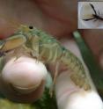 This is the eastern swamp crayfish <i>Gramastacus lacus</i> from the Lake Macquarie catchment. This is the eastern swamp crayfish <i>Gramastacus lacus</i> from the Lake Macquarie catchment.