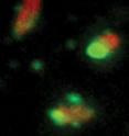 GTPases (green) attack <i>Salmonella typhimurium</i> (red).