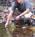 Researcher Kevin McGuire takes a water sample from a forest stream. Researcher Kevin McGuire takes a water sample from a forest stream.