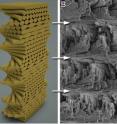 This image shows the helicoidal structure of the mantis shrimp club.
