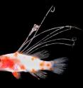 The larva at the center of this study. The scientists recognized it as a member of the sea bass family Serranidae but were intrigued by its seven very elongate dorsal-fin spines.