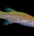 An adult of the new species of sea bass, <i>Liopropoma olneyi</i>, recently discovered in the deep reefs of  Curacao. Once discovered, it simultaneously solved the identification mystery of a fish larva found in the Florida Straits.