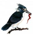 <i>Longipteryx</i>, an early bird, lived during the early Cretaceous period approximately 120 million years ago. Research at the University of Chicago and the Field Museum shows that the birds during the Cretaceous displayed far less diversity than the astounding variety that exists today.