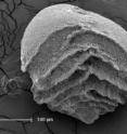 The deep-sea benthic foram <i>Aragonia  velascoensis</i> went extinct about 56 million years ago as the oceans rapidly acidified.