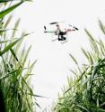 Drones -- unmanned aerial vehicles -- scout wheat on the university's South Farms.
