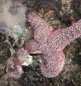 The leg of this purple ochre sea star in Oregon is disintegrating, as it dies from sea star wasting syndrome. The leg of this purple ochre sea star in Oregon is disintegrating, as it dies from sea star wasting syndrome.