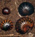 Upper left to Lower right: This image shows different color morphs, genetically found to be identical, of the chirping giant pill-millipede (<i>Sphaeromimus musicus</i>), and a similar-looking species (lower left) of a different genus (<i>Zoosphaerium blandum</i>). Upper left to Lower right: This image shows different color morphs, genetically found to be identical, of the chirping giant pill-millipede (<i>Sphaeromimus musicus</i>), and a similar-looking species (lower left) of a different genus (<i>Zoosphaerium blandum</i>).