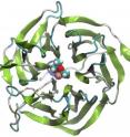 In this image, the nerve agent sarin is bound to a bioscavenger enzyme.