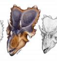 This image shows <em>Mercuriceratops gemini</em> (center) compared to horned dinosaurs <em>Centrosaurus</em> (left) and <em>Chasmosaurus</em> (right), also from the Dinosaur Park Formation in Alberta, Canada.