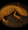This is an image of a salamander (the newt <em>Notophthalmus viridescens</em>).