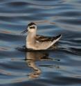 With earlier springs, Arctic Alaska shorebirds like this red-necked phalarope feeding in a small Arctic pond, need to adjust their migratory calendars to breed earlier and earlier. Such adjustments for these international migrants have unclear effects on their capacity to balance other seasonal demands in other parts of the world. With earlier springs, Arctic Alaska shorebirds like this red-necked phalarope feeding in a small Arctic pond, need to adjust their migratory calendars to breed earlier and earlier. Such adjustments for these international migrants have unclear effects on their capacity to balance other seasonal demands in other parts of the world.