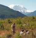 Researchers install sensors that measure the Earth's electrical conductivity or resistivity at a site northeast of Washington state's Mount Rainier, the tallest volcano in the Cascade Range at 14,410 feet. Geophysicist Phil Wannamaker, of the University of Utah's Energy & Geoscience Institute, co-authored a study in the July 17 issue of Nature providing the most detailed look yet at the volcanic plumbing system that supplies molten rock to a magma chamber beneath the volcano.