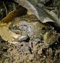 An Alaska wood frog creates a hibernacula from duff and leaf litter in a spruce forest on the University of Alaska Fairbanks campus in preparation for the long winter freeze. An Alaska wood frog creates a hibernacula from duff and leaf litter in a spruce forest on the University of Alaska Fairbanks campus in preparation for the long winter freeze.