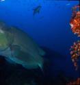 The world's largest parrotfish, the bumphead (<i>Bolbometopon muricatum</i>) is often more than 4 feet long and can weigh in at more than 100 pounds.